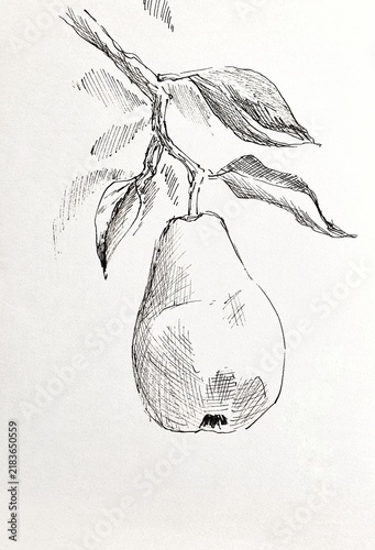 Hand drawn ink illustration of a pear