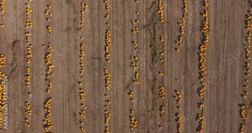 Aerial View of Rows of Pumpkins in an Agricultural Field