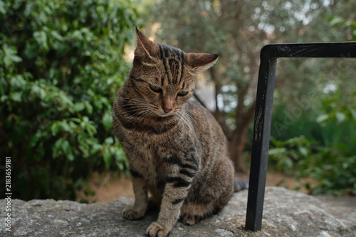 Фотография Feral tabby cat perched on a rustic stone wall with garden greenery in the background