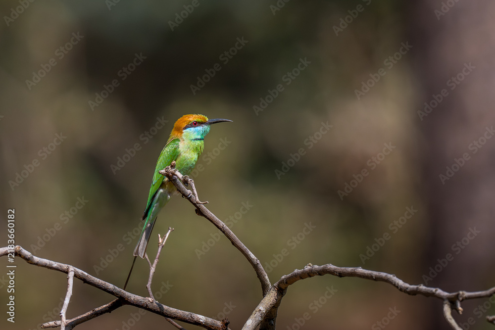 Obraz premium Green Bee-eater