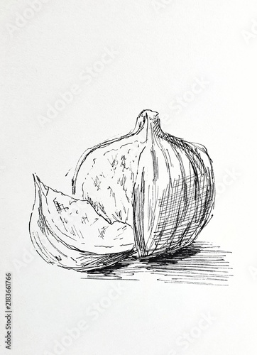 Hand drawn sketch of a fig