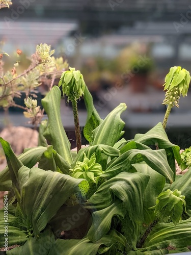 Unique exotic pineapple lily Eucomis flowers with green tufted bracts and spotted stems