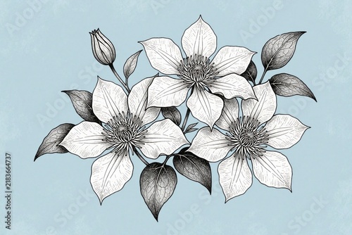 Detailed black, white hand drawn clematis flower illustration. Three blooming blossoms with green leaves, one bud on light blue background. Elegant botanical art for wedding invite, garden decor,