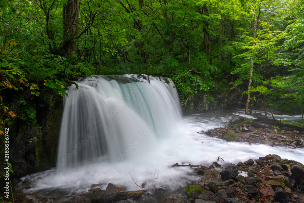 Fototapeta premium Choshi Otaki Waterfall surrounded by fresh green forest in Oirase Gorge, Aomori, Japan