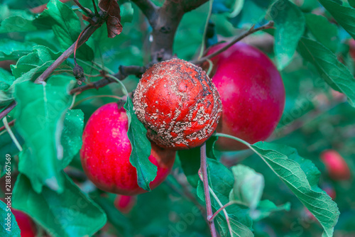 Canvastavla Apples hang among green leaves on a branch, with one fruit showing extensive fungal decay and mold spots