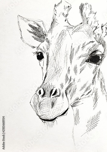 Hand drawn ink sketch of a giraffe 