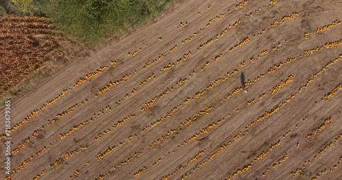 Aerial View of a Woman Walking Among Rows of Pumpkins in an Agricultural Field