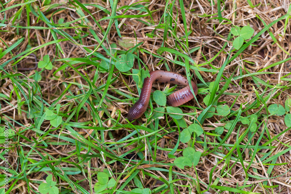 Obraz premium Useful Earthworm in the Nature 