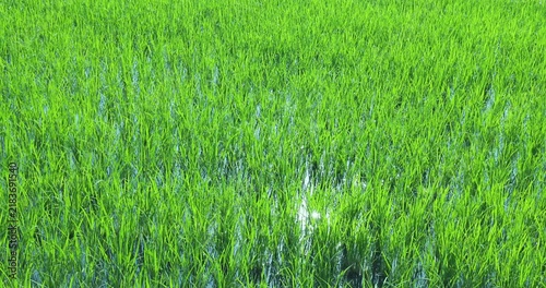 青々とした水田と田園風景