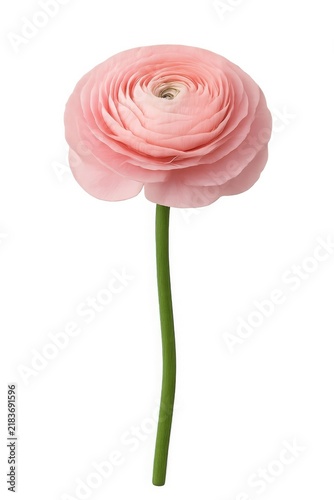 Delicate pink ranunculus flower with a green stem, isolated on white, symbolizing spring and romance.
