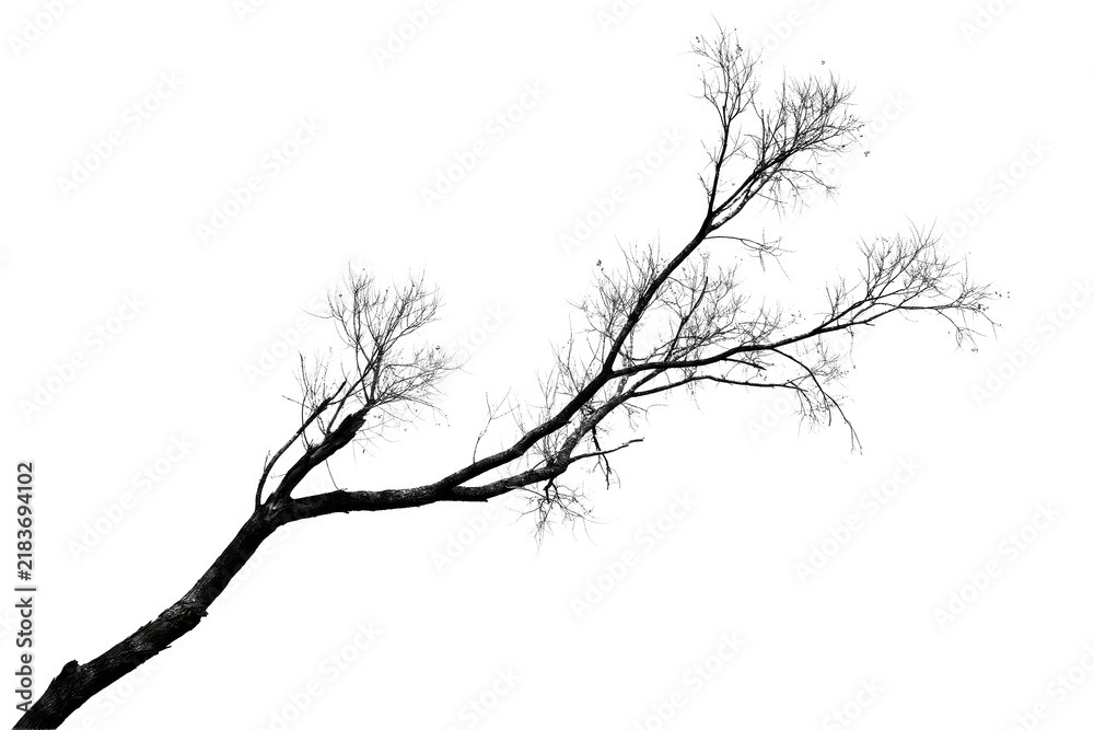Fototapeta premium Bare tree branch with fine twigs extending diagonally across the frame isolated on a transparent background