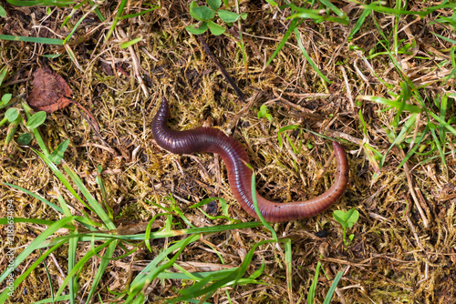 Useful Earthworm in the Nature 