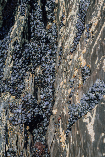 Obraz na płótnie Dense colony of wild blue mussels and barnacles covering dark jagged rocks on th
