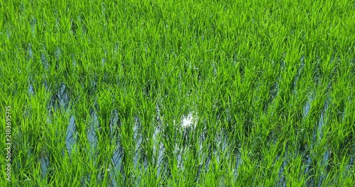 青々とした水田と田園風景