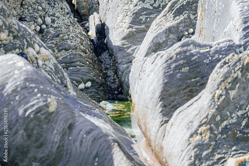 Fotografie Close up of rugged coastal rock formation with barnacles and a small green tide