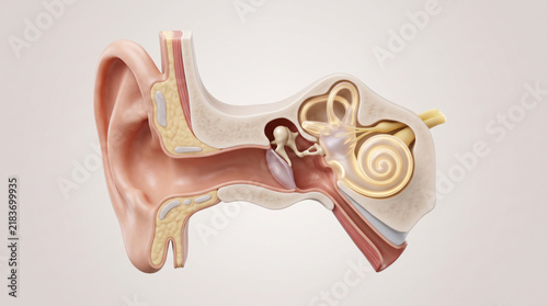 Inner Ear Anatomy Cochlea and Vestibular System Medical Illustration