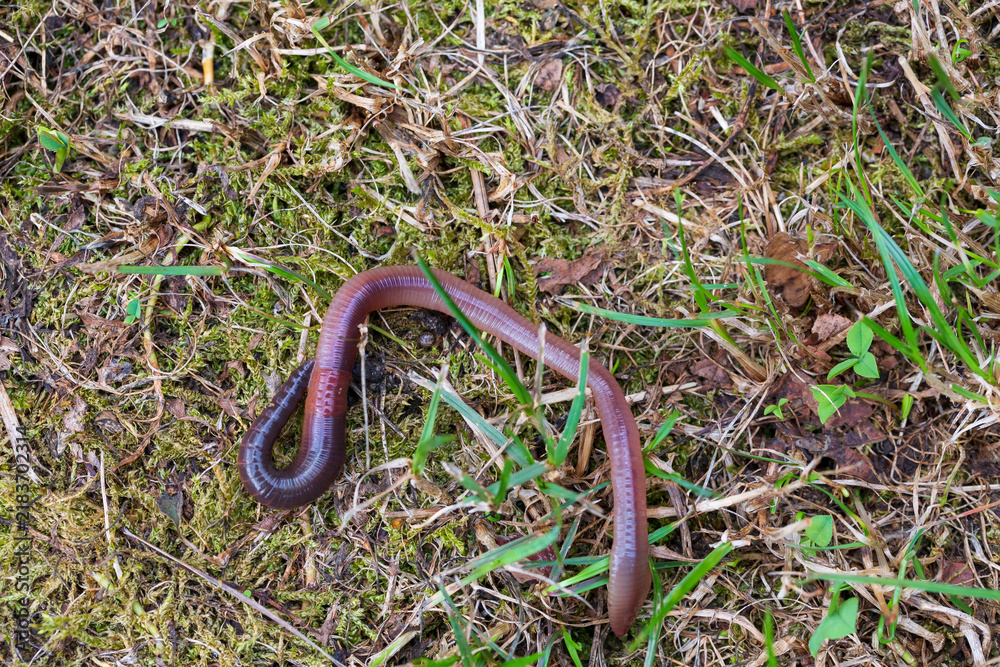 Fototapeta premium Useful Earthworm in the Nature 