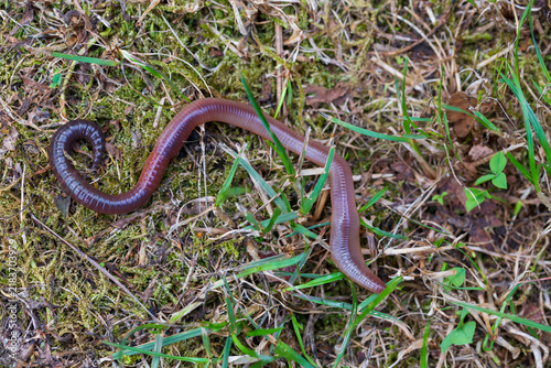 Useful Earthworm in the Nature 