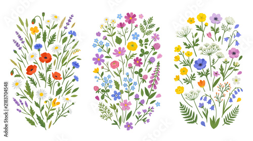 Wildflower botanical illustrations, hand-drawn, isolated on transparent background