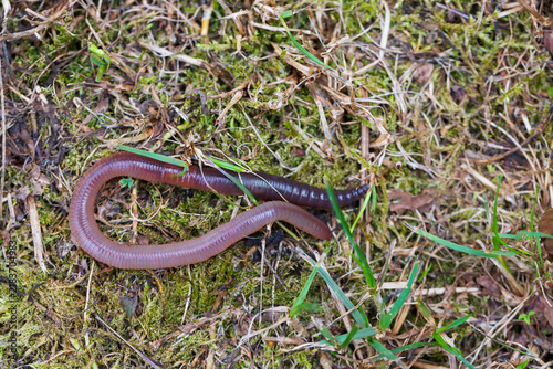 Useful Earthworm in the Nature 