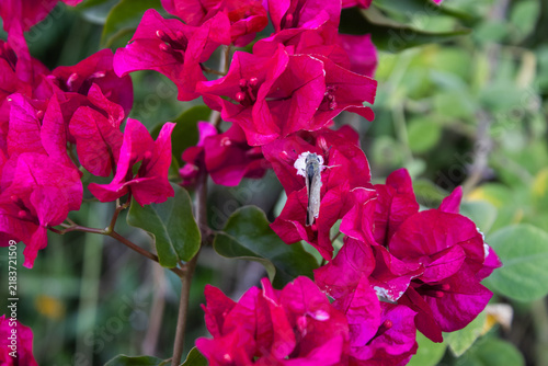 Фотография Skipper butterfly resting on fuchsia bougainvillea bracts in a sunlit Malawian g