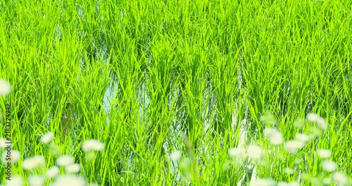 青々とした水田と田園風景