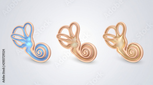 Three Stylized Inner Ear Anatomy Illustrations Showing Cochlea and Auditory Structures