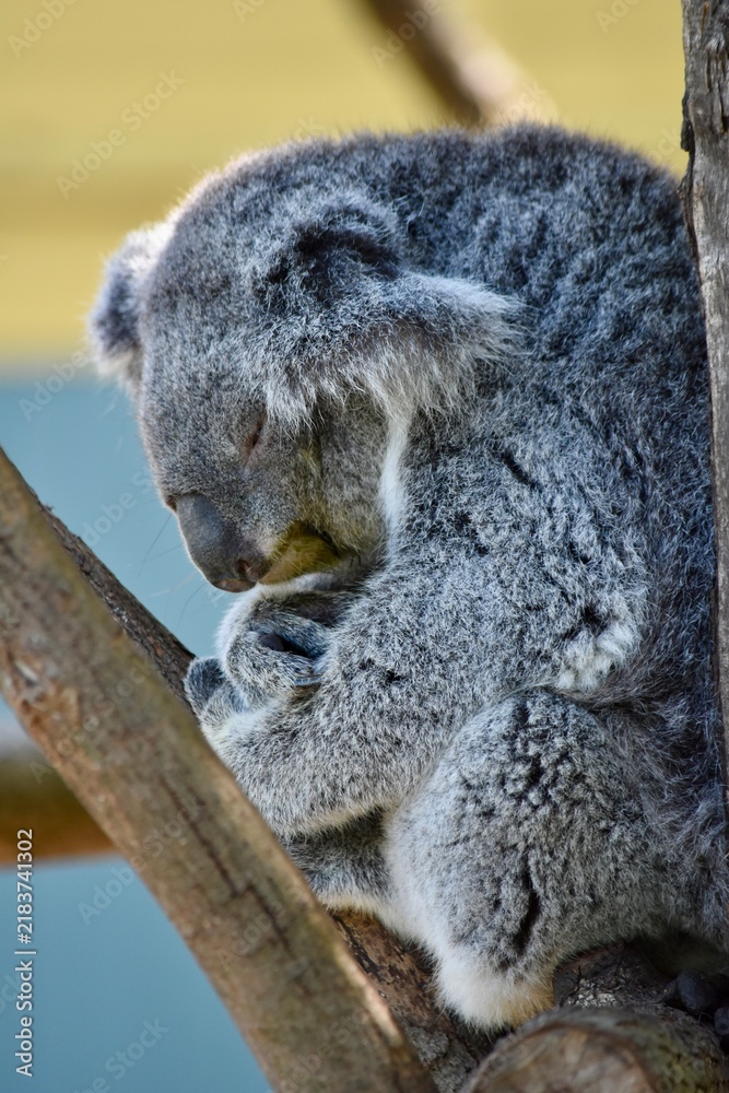 Fototapeta premium koala in tree