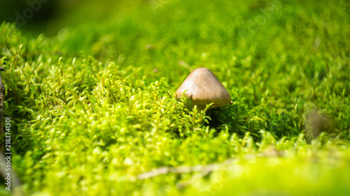 Cuadro en lienzo Tiny Lonely Mushroom on Vivid Green Moss Bed