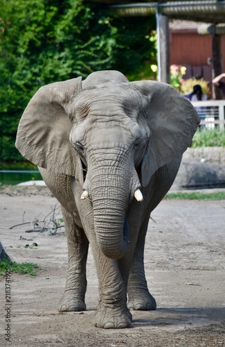 Cuadro en lienzo elephant in zoo