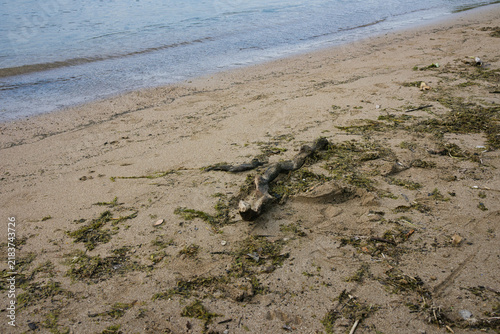砂浜に打ち寄せる波と流木と足跡