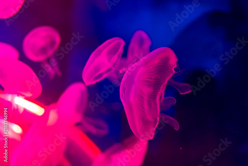 Photography Glowing pink jellyfish floating in deep blue water with vivid neon lighting, tra