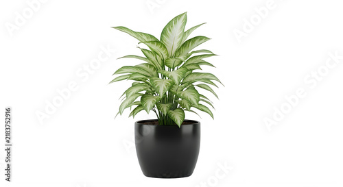 Lush green houseplant with broad leaves in a modern black pot on a grey background.