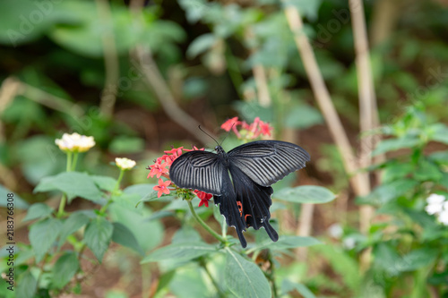 Fotografía Black swallowtail butterfly Papilio protenor resting on red pentas flowers in lu