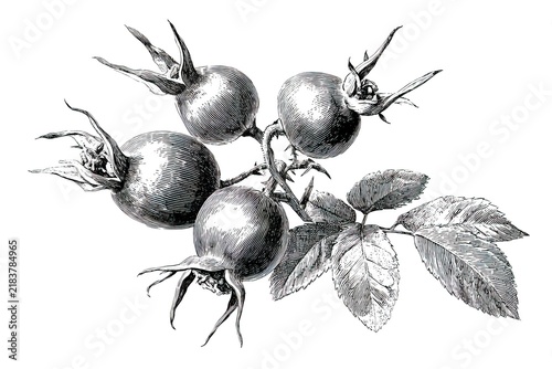 Vintage ink drawing of rosehip branch with berries and leaves isolated on white. Botanical concept fits organic cosmetic packaging, herbal tea branding or textbook illustrations