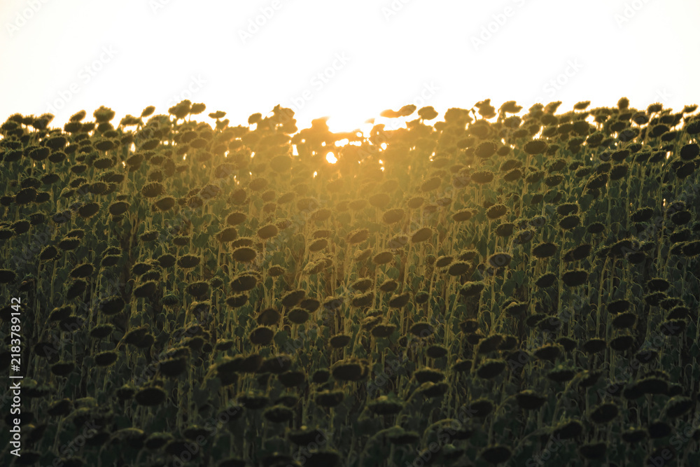 Obraz premium Sunflowers silhouetted against a setting sun in an agricultural field, creating a warm, golden hour glow