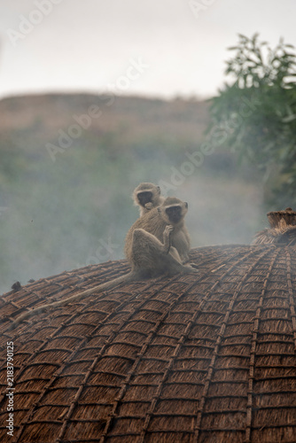 Photography Two wild vervet monkeys huddle together on the thatched roof of a traditional Swazi beehive hut as faint woodsmoke rises around them in Eswatini