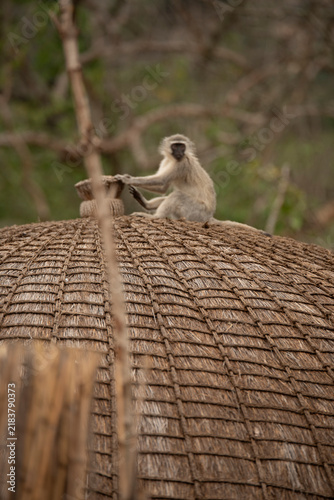 Obraz na płótnie A wild vervet monkey is captured sitting near the top ornament of a woven grass beehive hut in a traditional Swazi cultural village in Eswatini