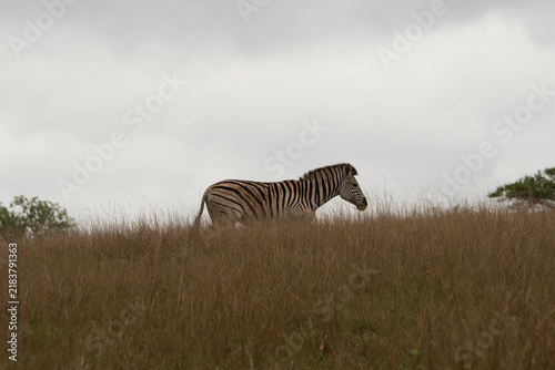 Photography A single plains zebra walks through a field of tall brown grass on a hillside ridge under a vast overcast sky in a game reserve in Eswatini