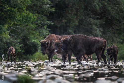 European Bison - Bison bonasus, large European even-toed ungulate native to North and East European forests and woodlands, Poland.