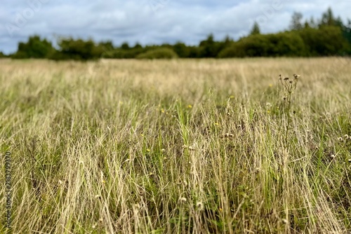 A wide landscape view of an expansive open meadow filled with tall, dry wild grasses (Festuca rubra) swaying under an overcast autumn sky. The field stretches toward a distant tree line of low forest 