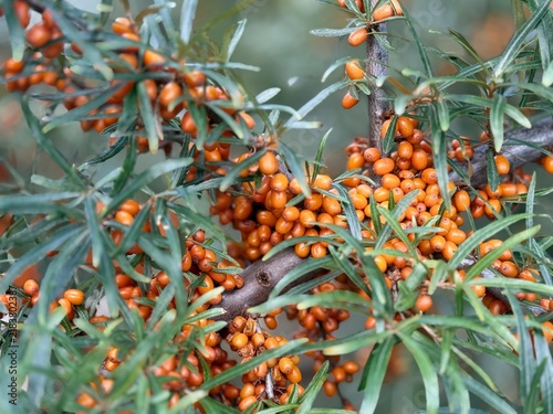 Canvastavla Dense clusters of ripe orange sea buckthorn (Hippophae rhamnoides) berries densely cover thorny branches amid narrow green leaves