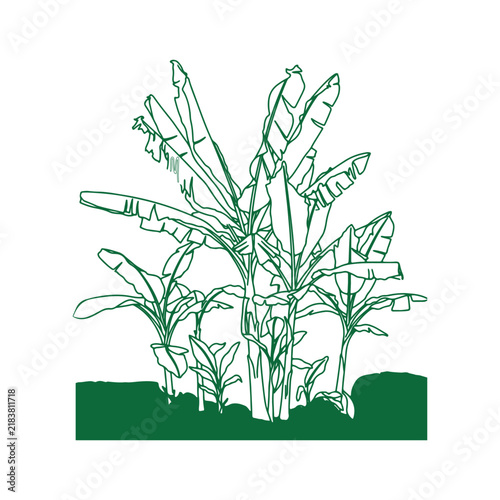 Simple line art drawing of a banana tree plant with green leaves