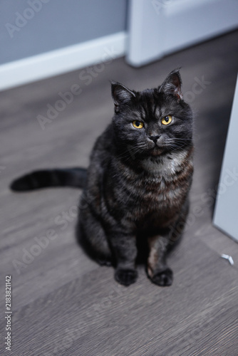 A black tabby cat with striking yellow eyes sits on a wood floor indoors, looking up with a calm, curious expression. Soft fur and whiskers captured in moody, intimate domestic lighting.