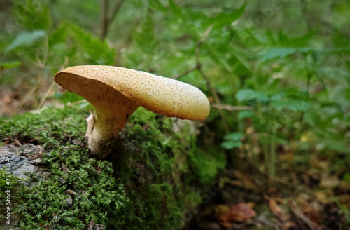 Obraz na płótnie Large wild mushroom growing from a moss-covered fallen tree in the lush forest of Csordo Valley in the Bukk Mountains, Hungary
