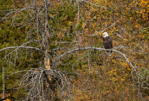 Bald Eagle Perched in a Tree