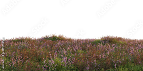Heather meadow terrain isolated on transparent background. 3D rendering.