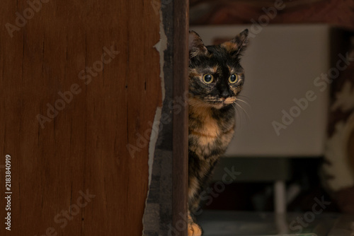 Obraz w ramie サビ猫