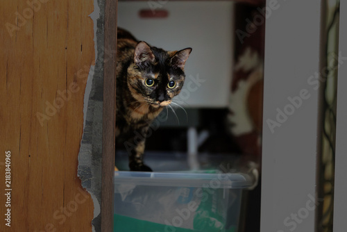Obraz w ramie サビ猫