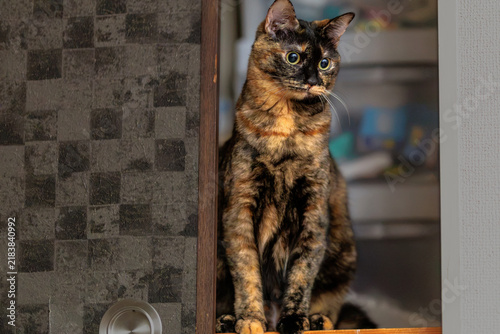 Obraz w ramie サビ猫